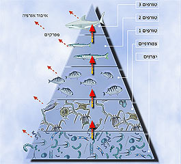 פירמידת המזון